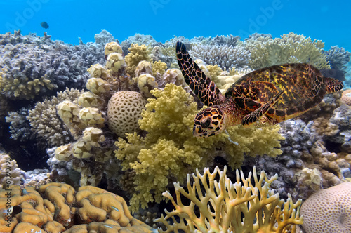 Fototapeta żółw koral podwodny