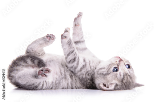 Fotoroleta kociak ćwiczenie zwierzę ssak portret