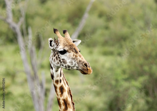 Fotoroleta zwierzę dziki oko afryka