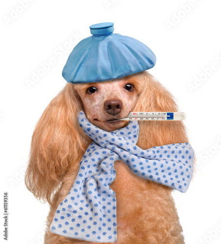 Naklejka pies zdrowie szczenię