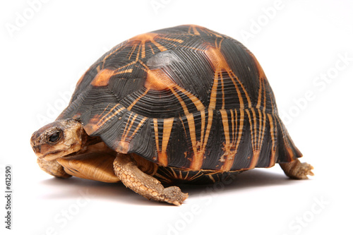 Plakat żółw zwierzę łagodnie