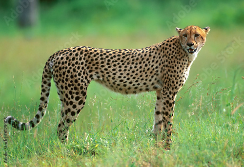 Obraz na płótnie ssak kot dziki park afryka