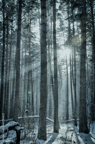 Naklejka piękny las śnieg słońce pejzaż