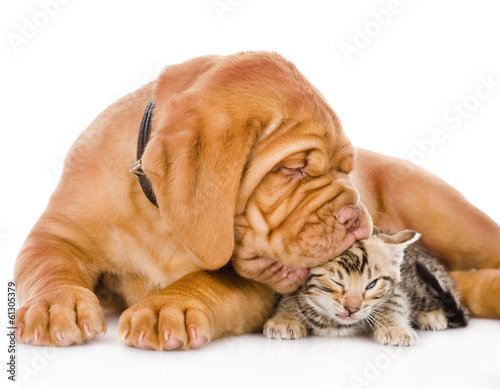Plakat kot miłość pies ssak zwierzę