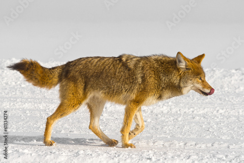 Naklejka pies drapieżnik lis wilk