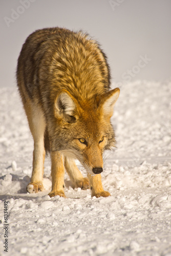 Obraz na płótnie pies wilk futro