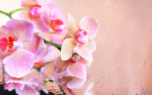 Fotoroleta roślina piękny kwiat natura miłość