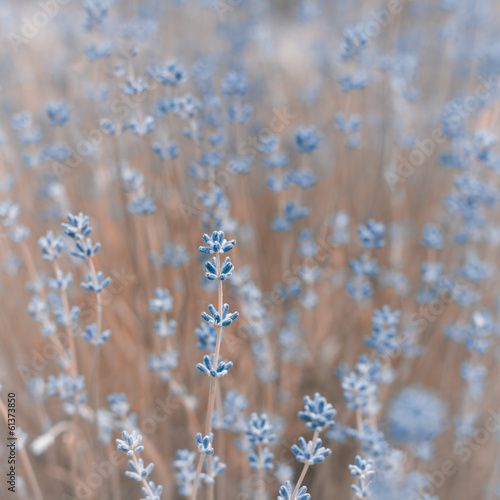 Naklejka aromaterapia waszyngton ogród kwitnący prowansja