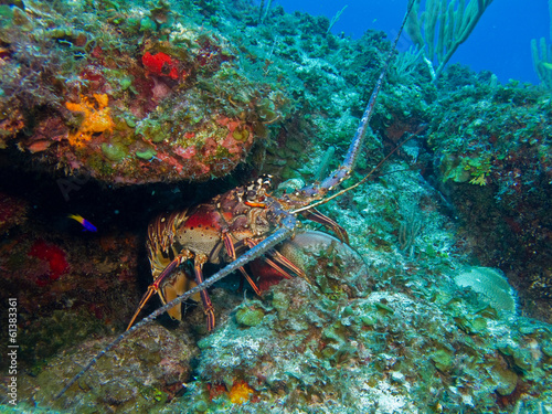 Fotoroleta wyspa ameryka karaiby homar
