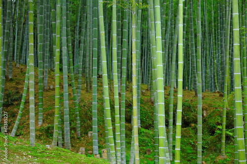 Plakat natura dżungla tropikalny drzewa bambus