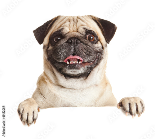 Plakat ssak szczenię ładny para pies