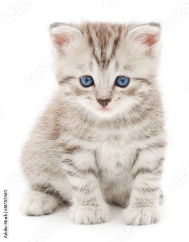 Fotoroleta Słodki kociak na białym tle