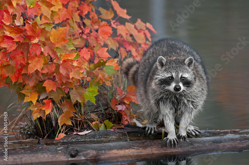 Fototapeta jesień natura woda drzewa zwierzę