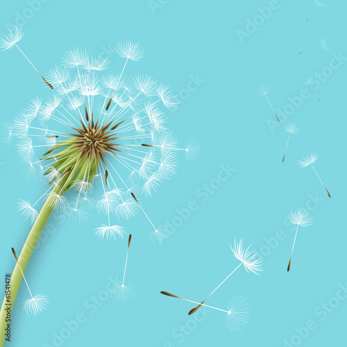 Fototapeta pyłek kwiat słoma trawa