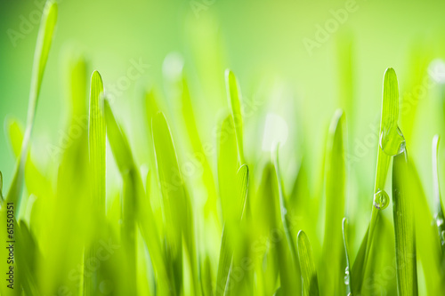 Obraz na płótnie łąka lato ogród