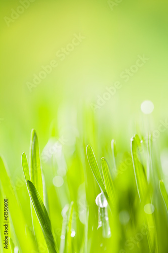 Obraz na płótnie lato widok park roślina trawa