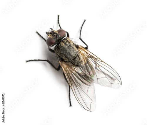 Plakat dziki zwierzę latać mucha domowa nieczysty