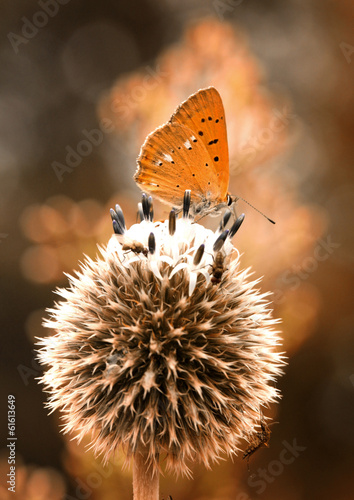 Obraz na płótnie motyl lato natura owad lea
