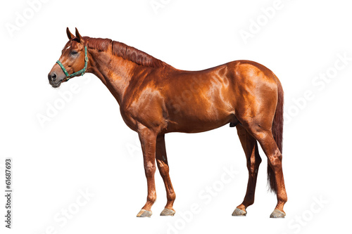 Fotoroleta koń ciało portret widok zwierzę