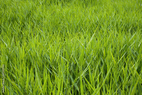 Fototapeta natura łąka zdrowy wiejski pastwisko