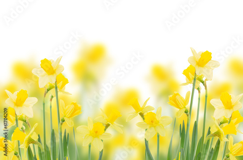 Obraz na płótnie kwiat narcyz świeży