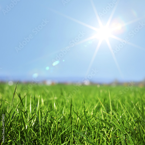 Fotoroleta łąka natura niebo trawa