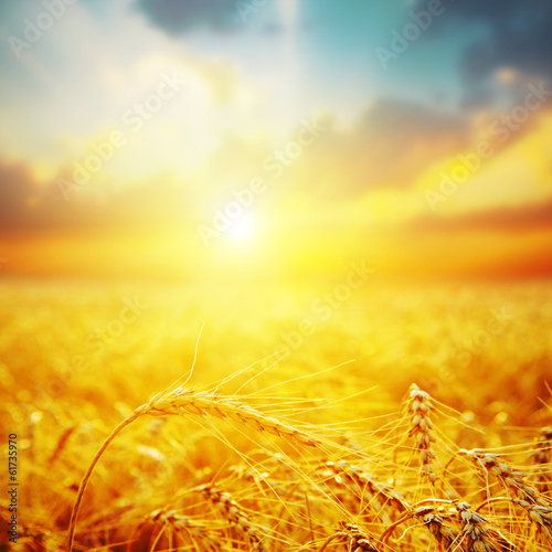 Obraz na płótnie Pole złotego zboża w blasku zachodzącego słońca