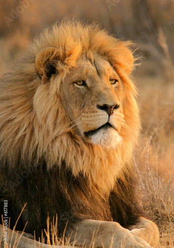 Plakat kot lew dziki dżungla