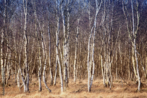 Obraz na płótnie drzewa natura las