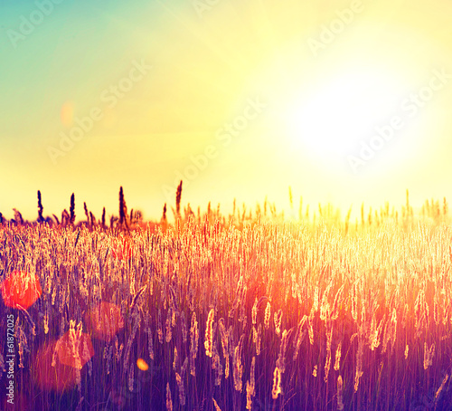 Naklejka piękny łąka słońce
