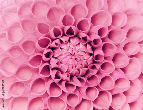 Obraz na płótnie roślina fiołek kwiat