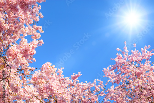 Plakat Kwitnące drzewa na tle słońca