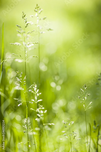 Fotoroleta pole świeży słońce natura trawa