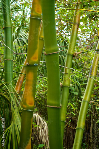 Fotoroleta drzewa las egzotyczny bambus trawa