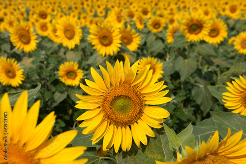 Obraz na płótnie pole słonecznik kwiat