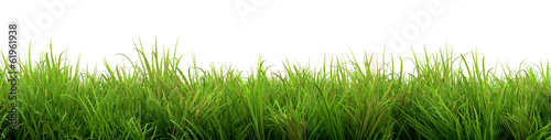 Fototapeta lato pole natura łąka trawa