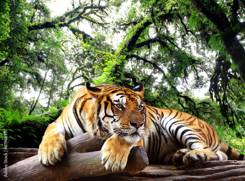 Naklejka Tygrys odpoczywający w tropikalnym lesie