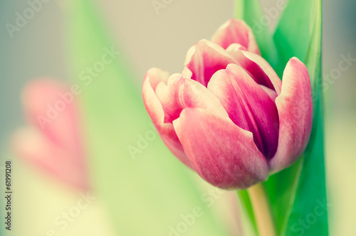 Fotoroleta roślina świeży fiołek tulipan natura