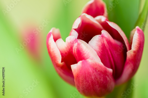 Fototapeta kwiat fiołek tulipan bukiet