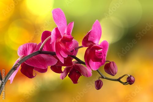 Plakat orhidea natura egzotyczny