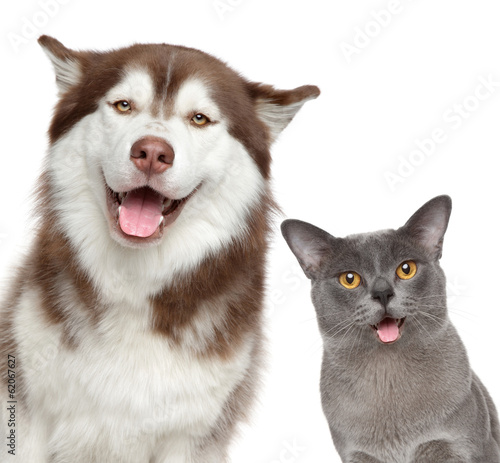 Fotoroleta ładny portret szczenię kot zwierzę