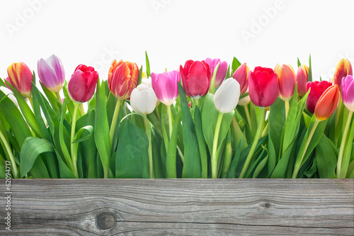 Plakat świeży tulipan łąka bukiet retro