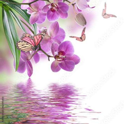 Obraz na płótnie roślina woda lato kwiat tropikalny