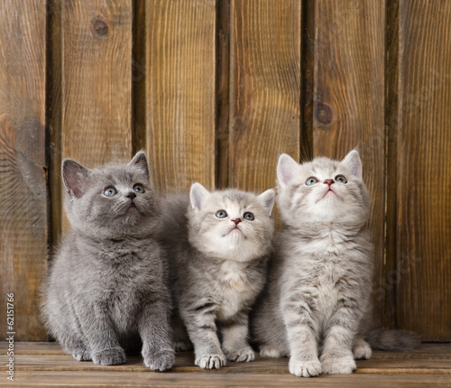 Fototapeta Trzy brytyjskie szorstkowłose kocięta
