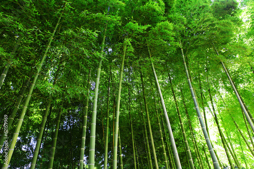 Plakat las japonia drzewa japoński bambus