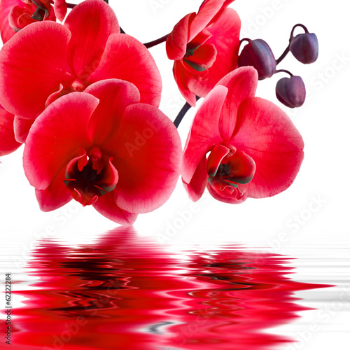 Plakat kwiat storczyk piękny natura