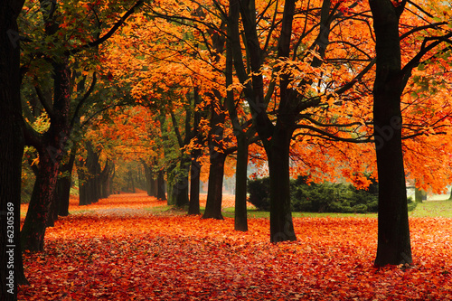 Plakat jesień piękny natura