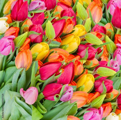 Obraz na płótnie kwiat łąka tulipan piękny świeży