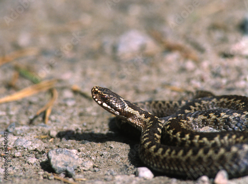Obraz na płótnie wąż gad zmarły niebezpieczny
