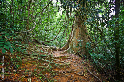 Fotoroleta mężczyzna drzewa las dżungla